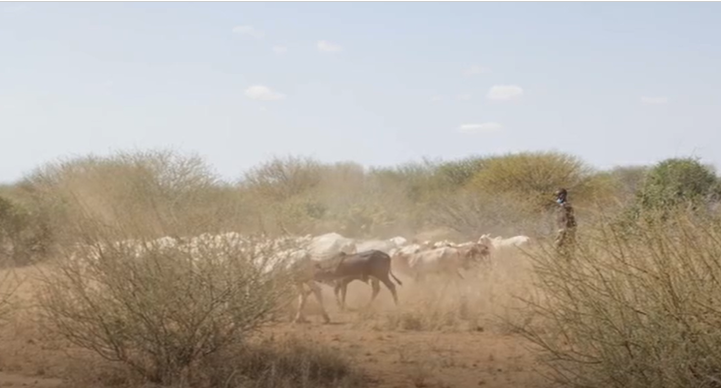 Activating the World Bank's Crisis Preparedness Toolkit to Protect Pastoralists in the Horn of Africa